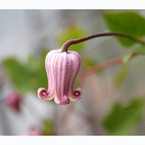 ❀希少❀ ✿クレマチス ストロベリーキッス✿ ❀希少❀ ✿クレマチス